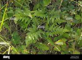 Image result for Asplenium adiantum-nigrum