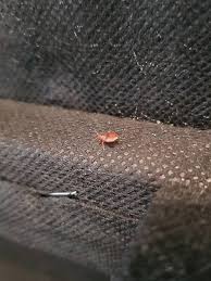 Bed bugs are troublesome household pests. Bed Bug Control London Discreet Guaranteed