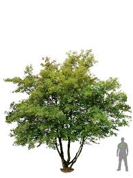 Acer Campestre Feldahorn S F Flx026253f5dfa2dbdf6 Png 900 1200 Garten Pflanzen Pflanzen Garten