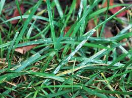 powdery mildew in grass ile ilgili görsel sonucu