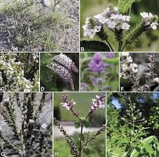 Image result for Aloysia