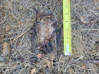 Image result for Perotis patens