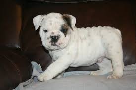 English bulldog puppies for sale in savannah ga. English Bulldog Puppies 4 Sale Home Facebook