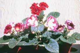 Gloxinia Plant Care Ehow African Violets Violet Plant Plants