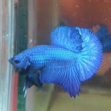 Tidak heran bila ia dinamai cupang giant atau ikan cupang terbesar dan terganas di dunia. Ikan Cupang Giant Blue Green Dragon Super Bangkok Import Bagan Shopee Indonesia