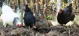We did not find results for: Keeping Chickens As Part Of A Healthy Vegetable Garden
