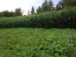 Food Plot Screen Heavy Duty Variety Northwoods Whitetails Inc