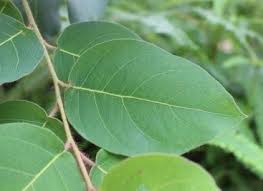 Image result for Eucalyptus torelliana