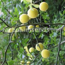 Image result for Citrus trifoliata