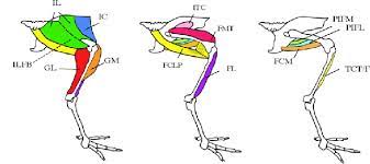 Stuff about 2 tablespoons stuffing into the thigh. Anatomical Diagram Of The Major Muscles Of The Chicken Pelvic Limb Download Scientific Diagram