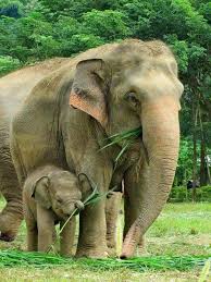 I Love Elephants We Must Protect Them Animal Photography Elephant Love Elephant Nature Park