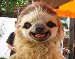 The 30 Happiest Animals In The World That Will Make You Smile Happy Animals Cute Sloth Smiling Animals
