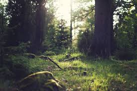 RÃ©sultat de recherche d'images pour "la foret de broceliande"