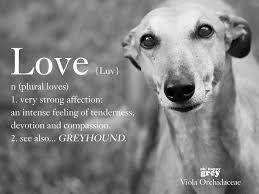  Greyhound Grey Hound Dog Whippet