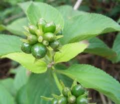 Image result for Lantana tiliifolia