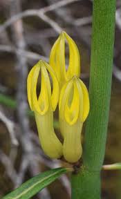 Image result for Ceropegia claviloba