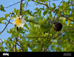 Image result for Oncoba