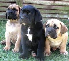 Black Boerboel Puppies For Sale Near Me Because They Are Perceived As Different And Desirable Black Boerboel Puppies Can Fetch A Premium From Buyers But This Exoti Dog Breeds Boerboel Mastiff Dogs