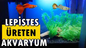 35tl akvaryum isiticisi vs 100tl akvaryum isiticisi youtube