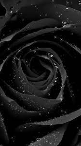 Black Rose Wallpaper Phone Black Rose Wallpaper Gif Black Rose Glitter Wallpaper F Black Iphone Background Black Flowers Wallpaper Black Wallpaper Iphone