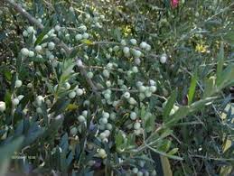 Maybe you would like to learn more about one of these? Olive Tree Growers Frequently Asked Questions About Olive Trees