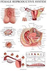 Laminated Female Reproductive System Anatomical Chart Female Anatomy Poste Female Reproductive System Anatomy Reproductive System Female Reproductive Anatomy