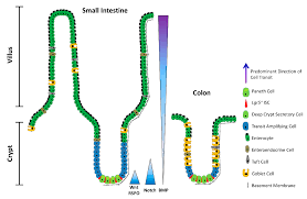 Edison wang is a taiwanese actor. Cancers Free Full Text Subversion Of Niche Signalling Pathways In Colorectal Cancer What Makes And Breaks The Intestinal Stem Cell Html