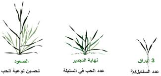 خبير الحبوب التسميد