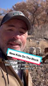 BIG cow kisses!! 🤣🤣🐮. #holstein #holsteincalf #cowkisses #cowboyma...