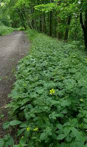 Avens herb | avens oat straw herb herbal remedy | wood avens rhizome / geum urbanum l. Avens Wood Wood Avens Herb Bennet Wild Flower Finder