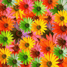 Looking for the best wallpapers? Colorful Flower Wallpaper Free Stock Photos Download 16 390 Free Stock Photos For Commercial Use Format Hd High Resolution Jpg Images