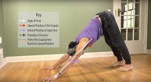 How to do downward dog with proper form and technique. Rotator Cuff Archives Theyogimatt