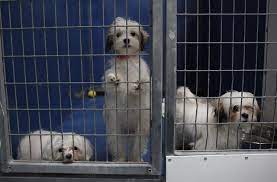 Henderson animal care and control responded to dakota's doggy den, on. Rescued Malteses Sit In A Kennel At The Lied Animal Shelter On Tuesday The Animals Which Survived A Pet Store Fire Will Be Raffled Off John Locher Las Vegas Review Journal Las Vegas