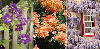 Toutes les plantes grimpantes ne sont pas capables de s'agripper toutes seules sur un support. Plante Grimpante A Croissance Rapide 12 Especes A Fleurs Bien Admirables