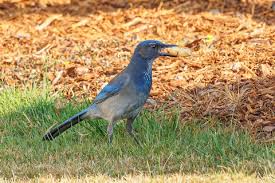 Image result for Thecacoris spathulifolia