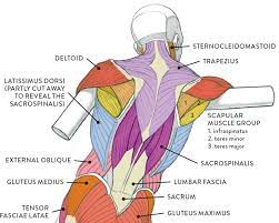 Maybe you would like to learn more about one of these? Muscles Of The Neck And Torso Classic Human Anatomy In Motion The Artist S Guide To The Dynamics Of Figure Drawing