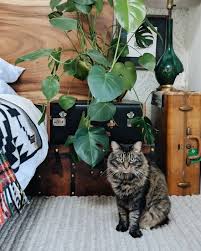 Do You Have A Green Thumb Make Sure The Plants In Your Home Are Cat Friendly Cat Pose Cats Cat Proofing