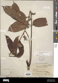 Image result for Aphanamixis