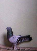 Satilik Mardin Taklaci Guvercini