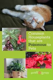 Read on to learn more about a variety of houseplants safe for cats, and those that are toxic as well. Houseplants That Are Poisonous To Pets How To Keep Your Fur Babies Safe Garden Therapy