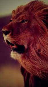 They are threatened by loss and fragmentation of habitat. Red Lion Google Search Animals Majestic Animals Animals Beautiful