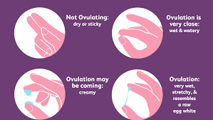 Around the time of ovulation, this discharge is often clear, stretchy, and thin. How To Check Your Cervical Mucus And Detect Ovulation
