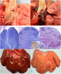 Like ebola, marburg virus disease can cause severe hemorrhaging that leads to shock, organ failure, or death. Temporal Characterization Of Marburg Virus Angola Infection Following Aerosol Challenge In Rhesus Macaques Journal Of Virology