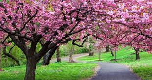 Keindahan taman sakura wisata ala jepang yutaka farm indonesia. Paling Populer 24 Gambar Taman Bunga Hd Indahnya Bunga Bunga Cantik Di 8 Taman Bunga Indonesia 6 Taman Bunga Tulip T Bunga Sakura Pemandangan Latar Belakang