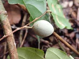 Image result for Afrostyrax