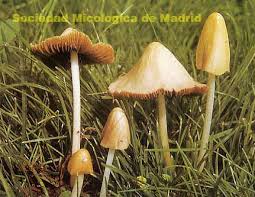 Image result for Conocybe lactea