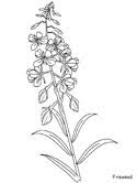 If you are looking for coloring page forget me not flower you've arrived at the ideal place. Realistic Flowers Coloring Pages