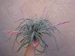 Изучайте релизы zsa zsa padilla на discogs. I M Mind Blown On The Different Characteristics Unique That Tillandsias Have I Mean A Seriously Pink Inflorescence Airplants