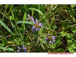 The data on the price of kylin network (kyl) and other related information presented on this website is obtained automatically from open sources therefore we cannot warrant its accuracy. Kulekhara A Medicinal Herb 18680