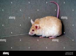 A Popular Small Pet For Children Is The White Mouse Which Is Considered Very Cute Because Of Its Red Eyes Pink Feet And Tail And Light Colored Fur Stock Photo Alamy